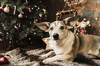 Corgi-Mongrel at christmas