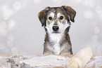female mongrel
