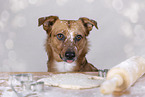 male mongrel