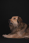 male mongrel