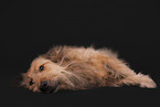 male mongrel
