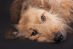 male mongrel