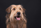 male mongrel