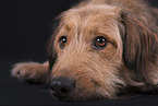 male mongrel