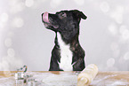 female Shepherd-Labrador-Retriever