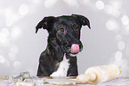 female Shepherd-Labrador-Retriever
