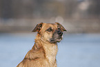 male Shepherd-Mongrel