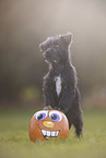 Terrier-Mongrel Puppy