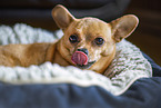 brown Chihuahua-Mongrel