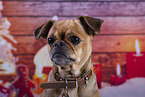 Pug-Mongrel