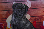 Pug-Mongrel