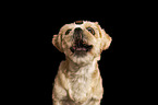 adult mongrel