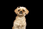 adult mongrel