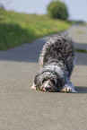 trickdog