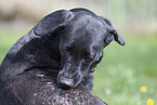 mongrel portrait