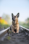Malinois-Mongrel