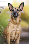 Malinois-Mongrel