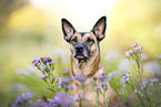 Malinois-Mongrel