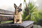 Malinois-Mongrel