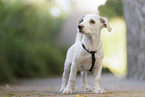mongrel puppy