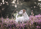 Jack-Russell-Terrier-Dachshund