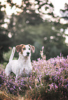 Jack-Russell-Terrier-Dachshund