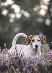Jack-Russell-Terrier-Dachshund