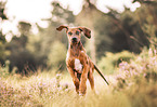 Rhodesian-Ridgeback-Mongrel