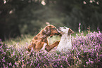 Mongrels