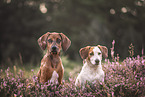 Mongrels