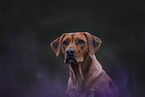 Rhodesian-Ridgeback-Mongrel