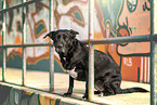 American-Pit-Bull-Shar-Pei-Great-Dane