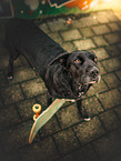 American-Pit-Bull-Shar-Pei-Great-Dane