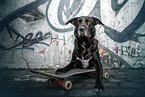 American-Pit-Bull-Shar-Pei-Great-Dane
