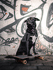 American-Pit-Bull-Shar-Pei-Great-Dane