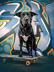American-Pit-Bull-Shar-Pei-Great-Dane