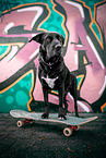 American-Pit-Bull-Shar-Pei-Great-Dane