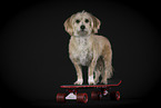 Maltese-Mongrel