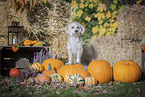 Maltese-Mongrel