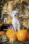 Maltese-Mongrel