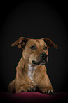 adult mongrel