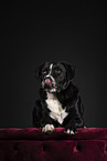 adult mongrel