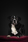 adult mongrel