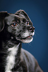 Dachshund-Terrier