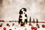 Bernese-Mountain-Dog-Australian-Shepherd Puppy