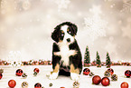 Bernese-Mountain-Dog-Australian-Shepherd Puppy