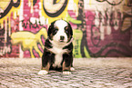 Bernese-Mountain-Dog-Australian-Shepherd Puppy