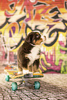 Bernese-Mountain-Dog-Australian-Shepherd Puppy