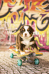 Bernese-Mountain-Dog-Australian-Shepherd Puppy