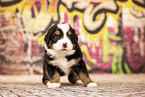 Bernese-Mountain-Dog-Australian-Shepherd Puppy